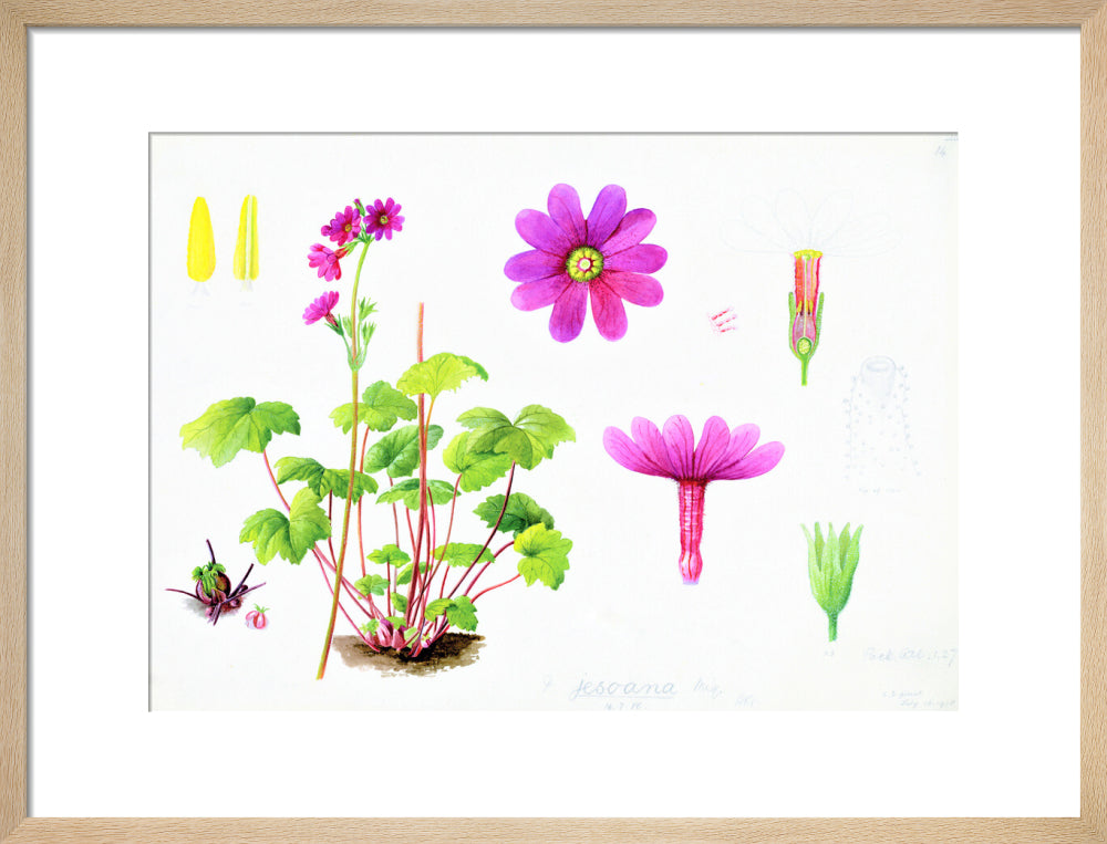 Primula jesoana by Lillian Snelling