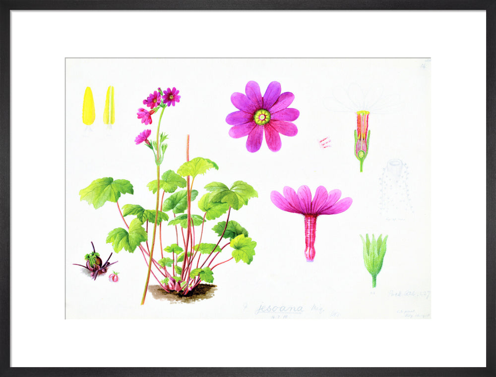 Primula jesoana by Lillian Snelling