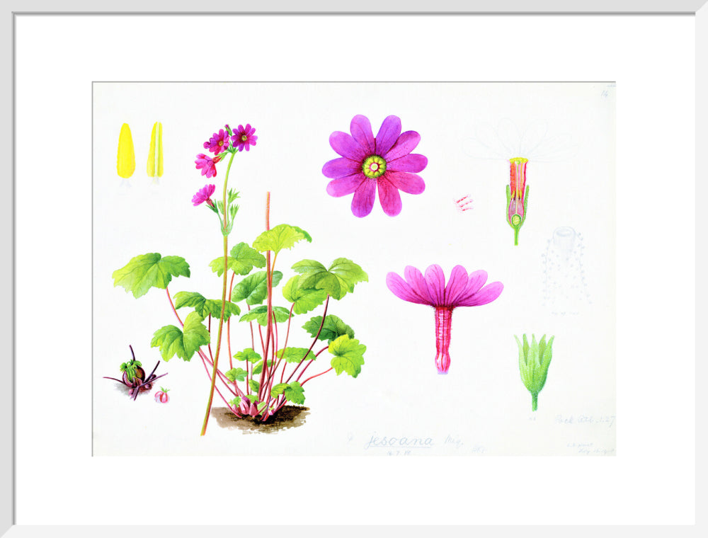 Primula jesoana by Lillian Snelling