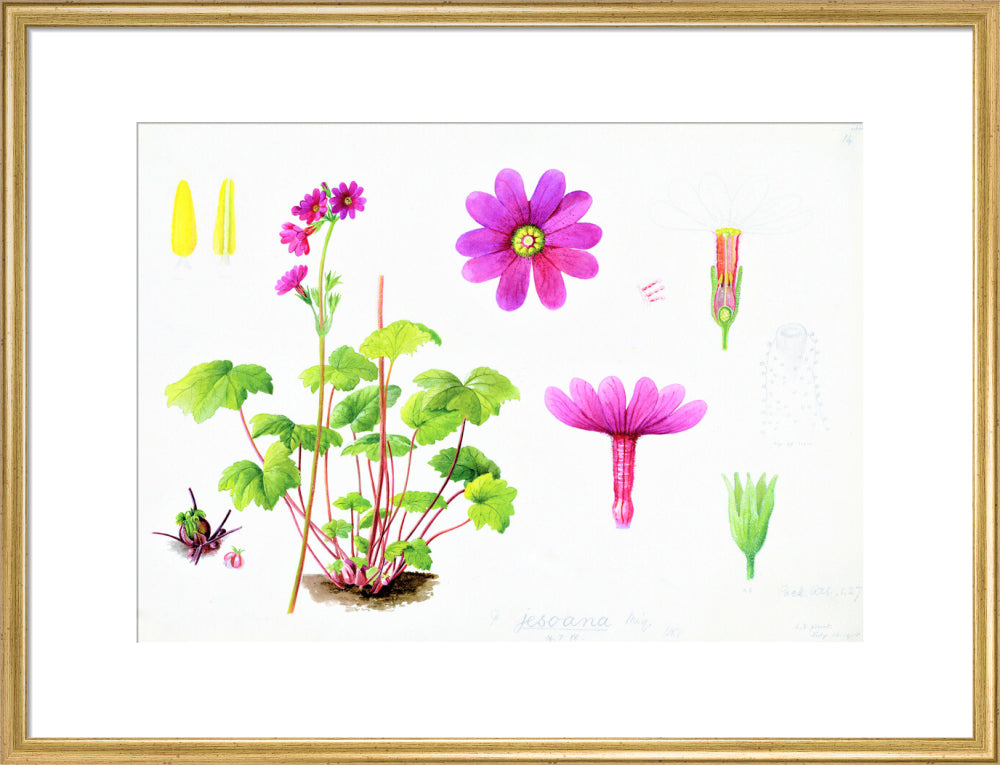Primula jesoana by Lillian Snelling