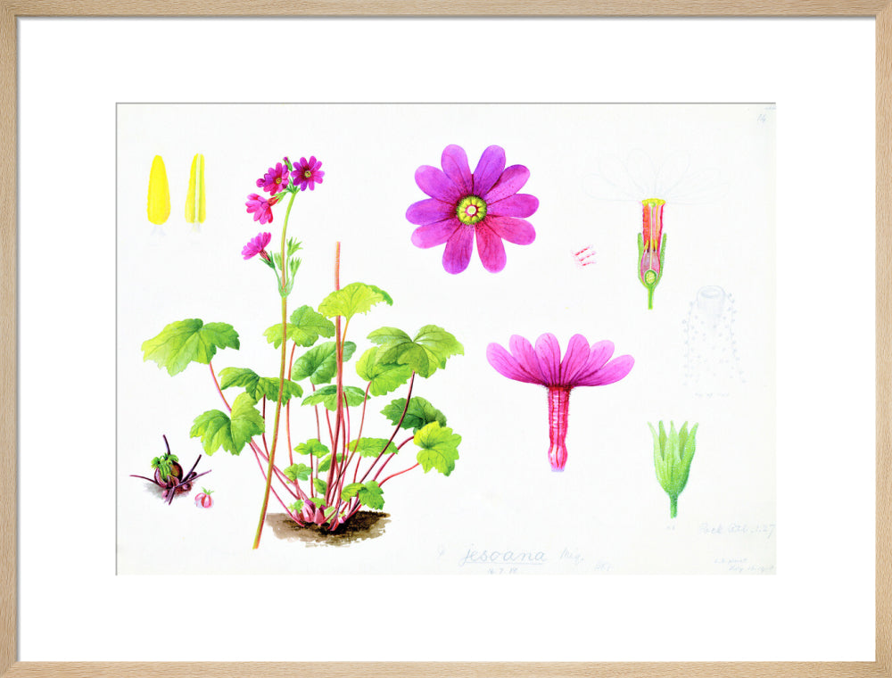 Primula jesoana by Lillian Snelling