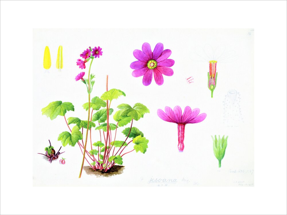 Primula jesoana by Lillian Snelling