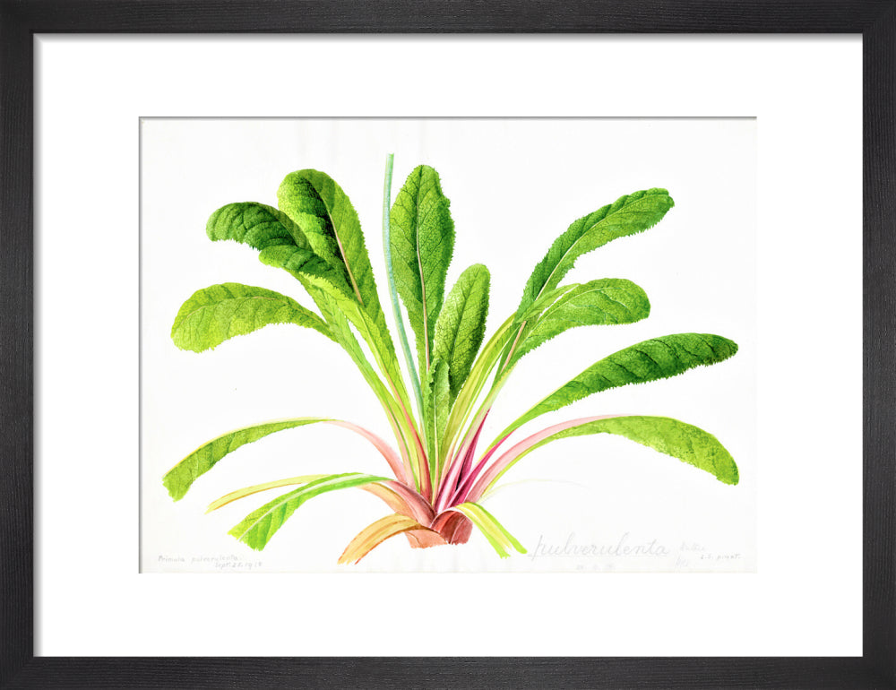Primula pulverulenta by Lillian Snelling