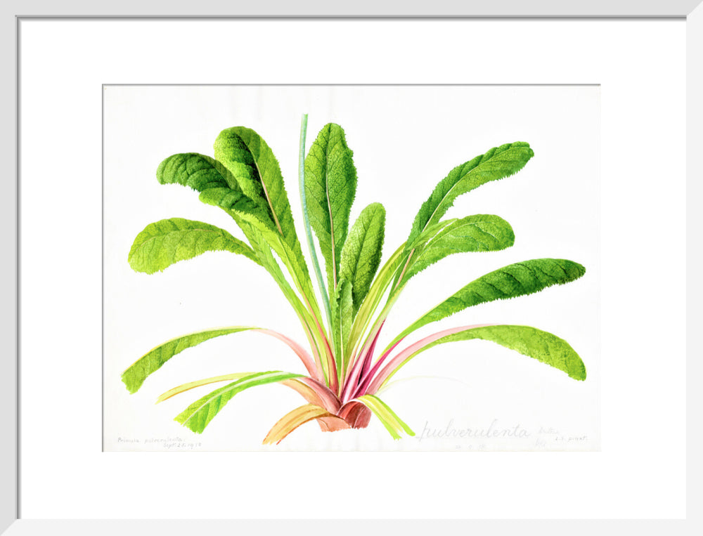 Primula pulverulenta by Lillian Snelling