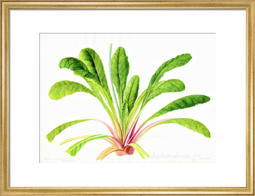 Primula pulverulenta by Lillian Snelling