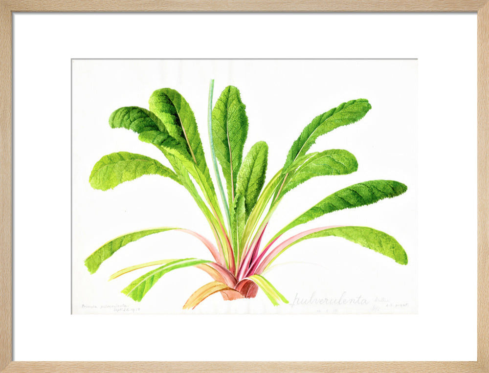 Primula pulverulenta by Lillian Snelling