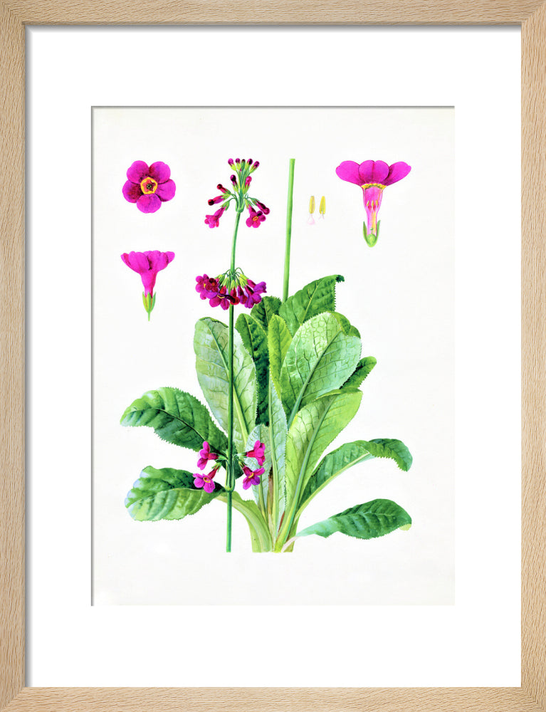 Primula wilsonii by Lillian Snelling