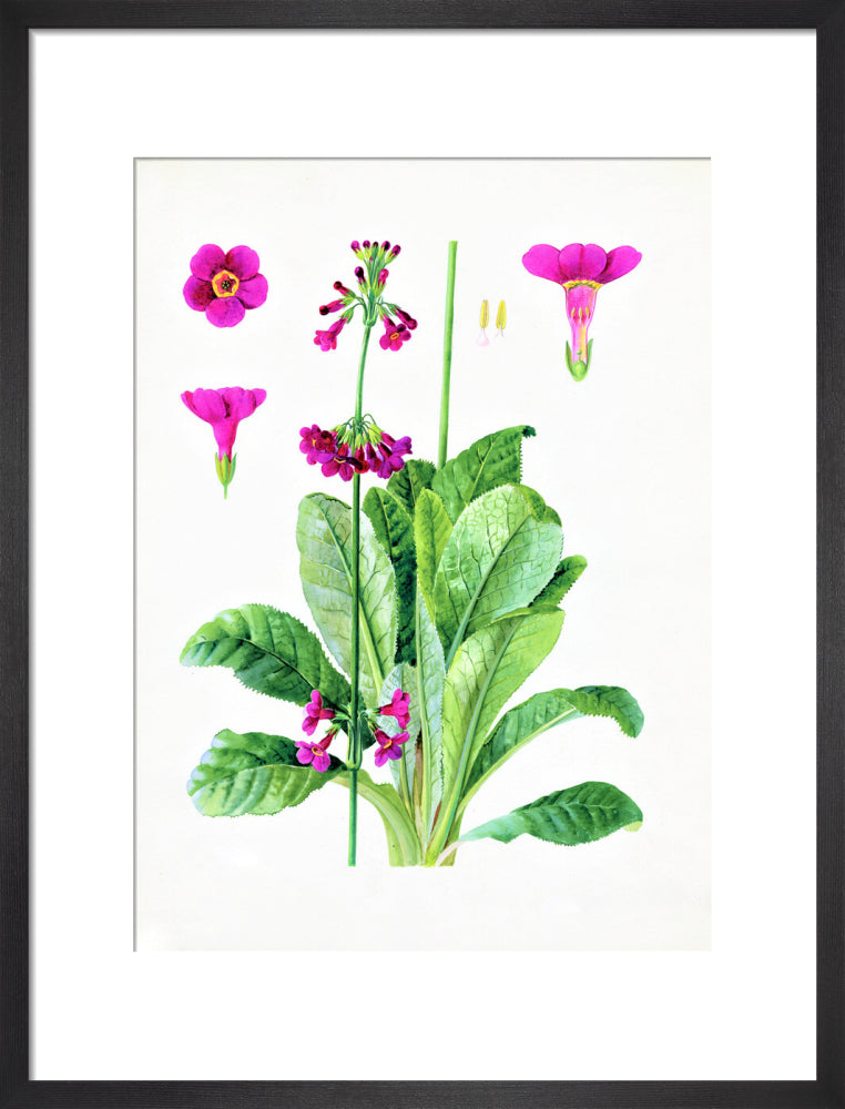 Primula wilsonii by Lillian Snelling