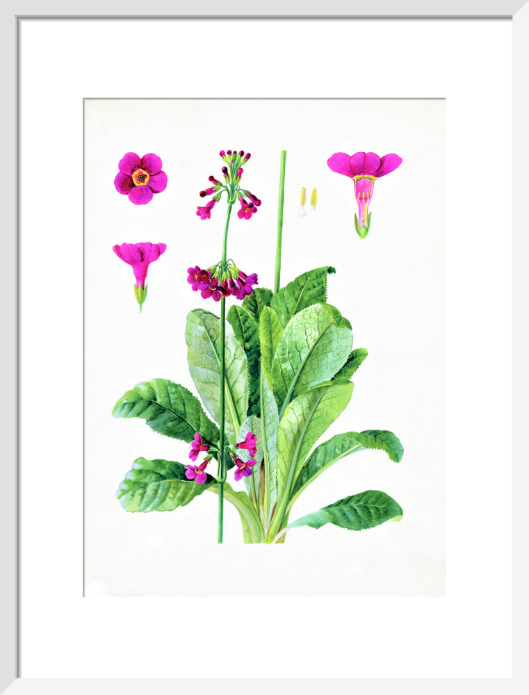 Primula wilsonii by Lillian Snelling