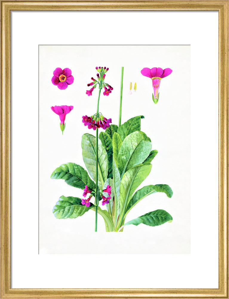 Primula wilsonii by Lillian Snelling