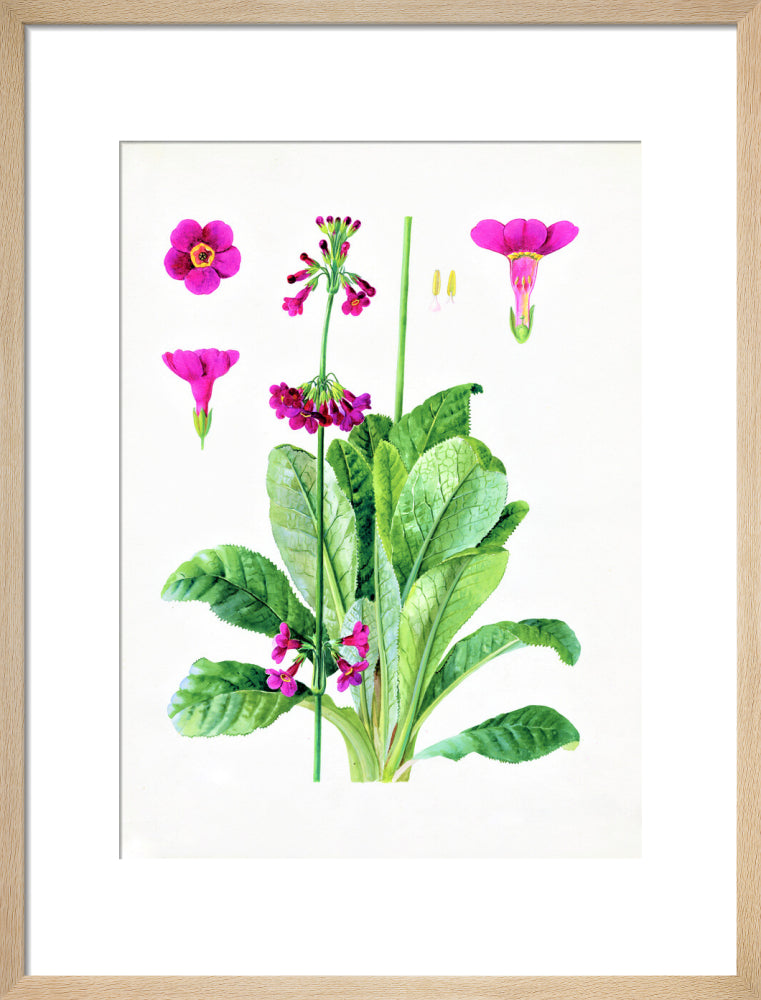 Primula wilsonii by Lillian Snelling