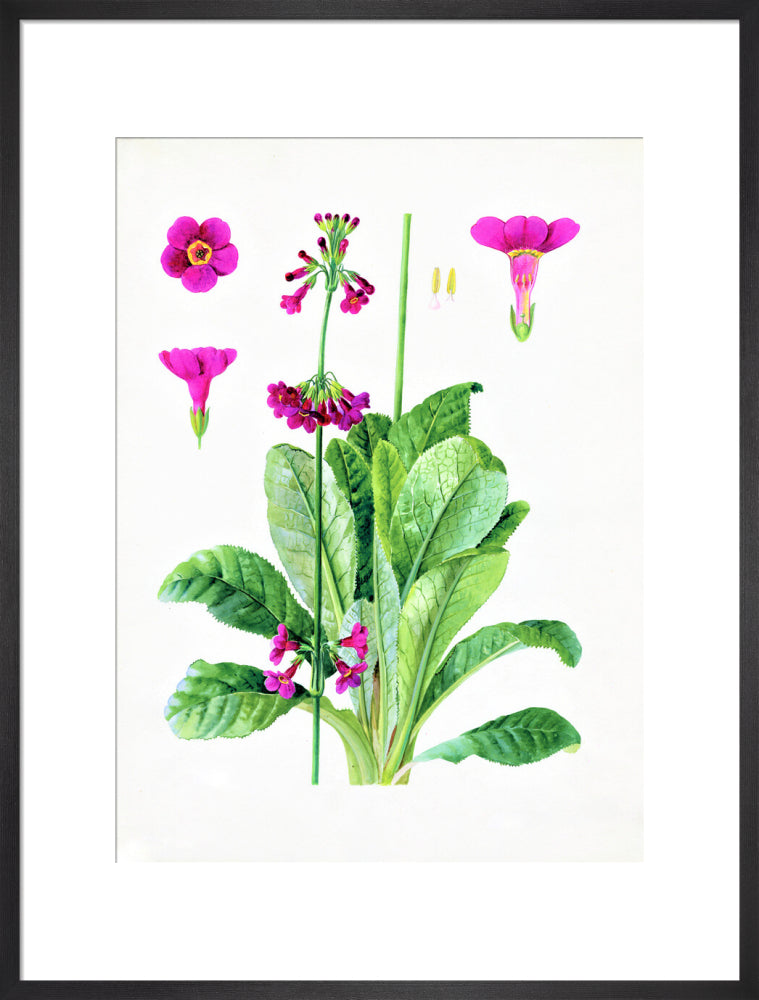 Primula wilsonii by Lillian Snelling