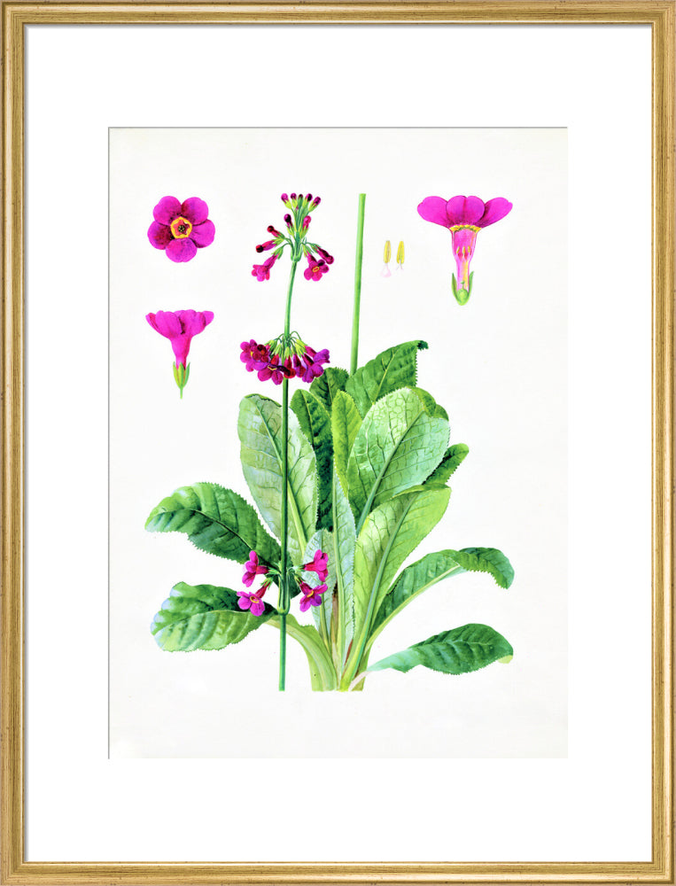 Primula wilsonii by Lillian Snelling