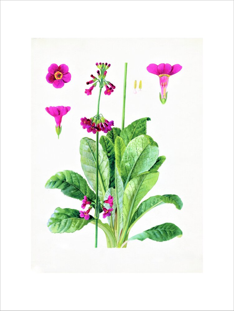 Primula wilsonii by Lillian Snelling