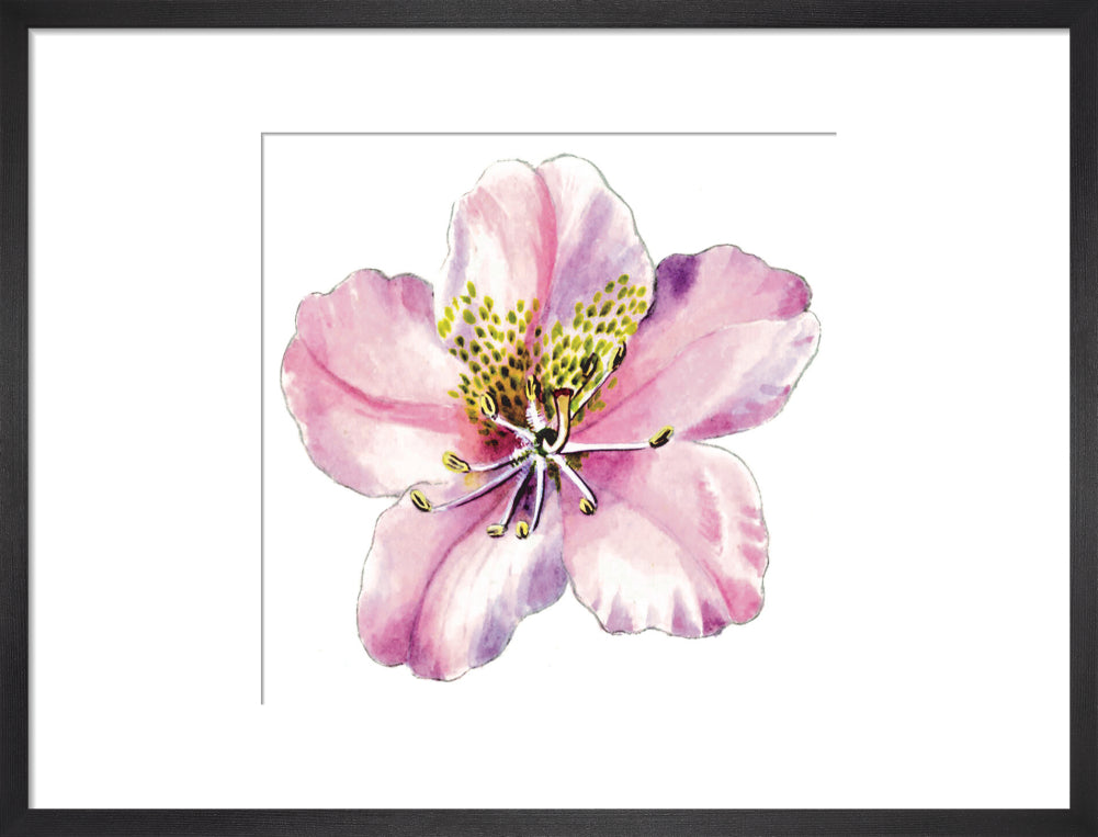 Rhododendron brachycarpum by Lillian Snelling