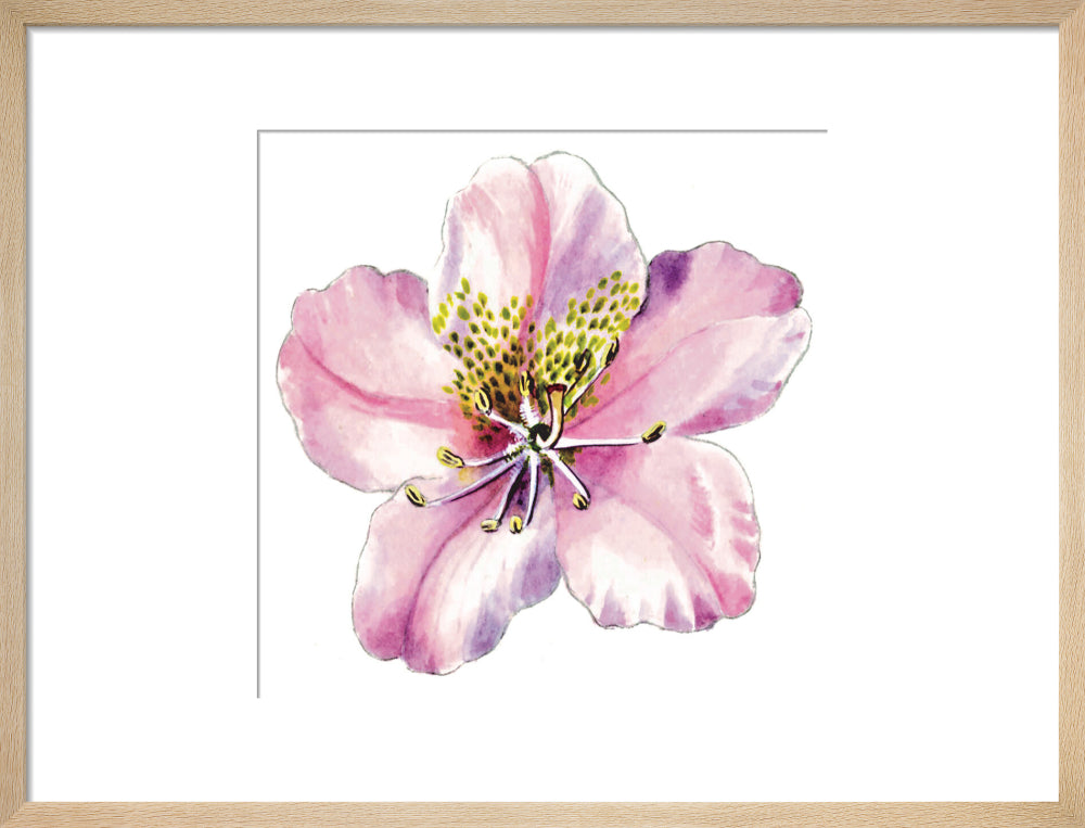 Rhododendron brachycarpum by Lillian Snelling