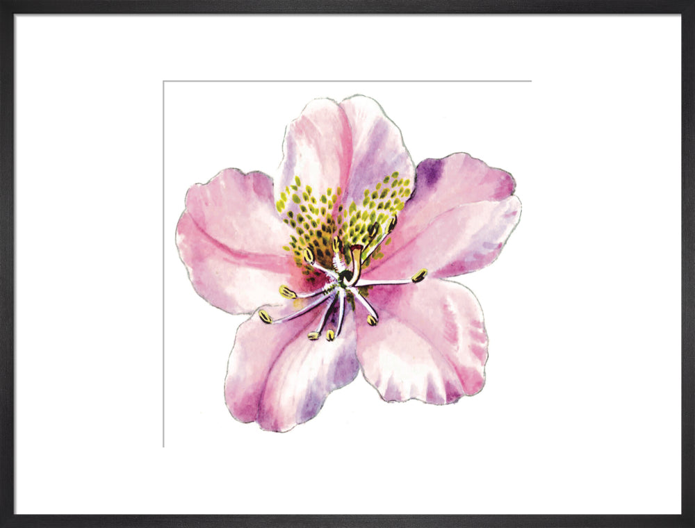 Rhododendron brachycarpum by Lillian Snelling