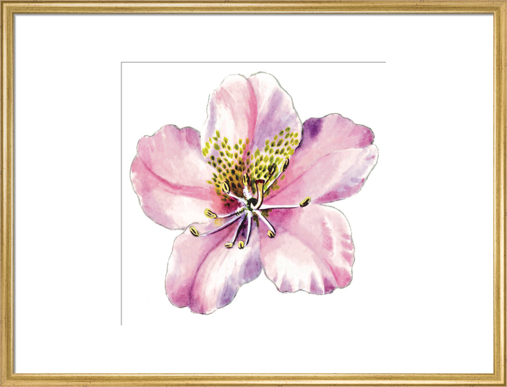 Rhododendron brachycarpum by Lillian Snelling