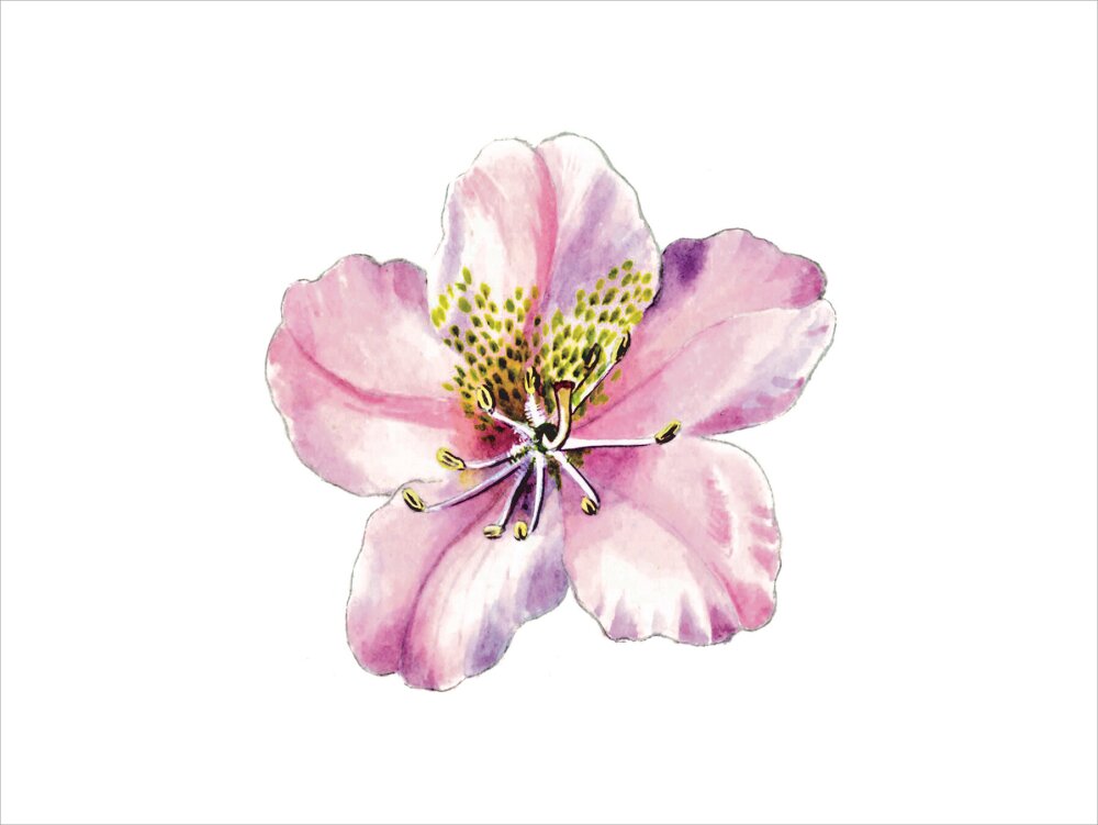 Rhododendron brachycarpum by Lillian Snelling