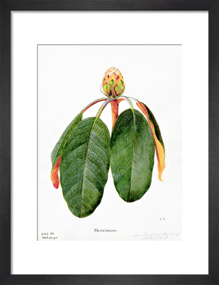 Rhododendron Falconeri by Lillian Snelling