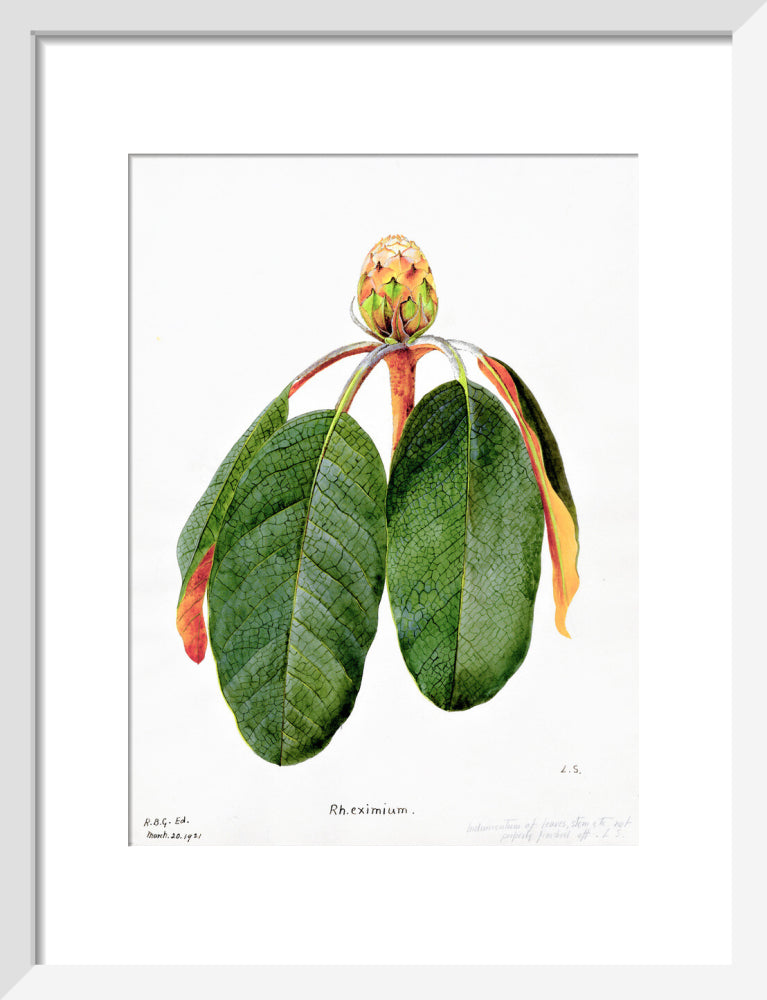 Rhododendron Falconeri by Lillian Snelling