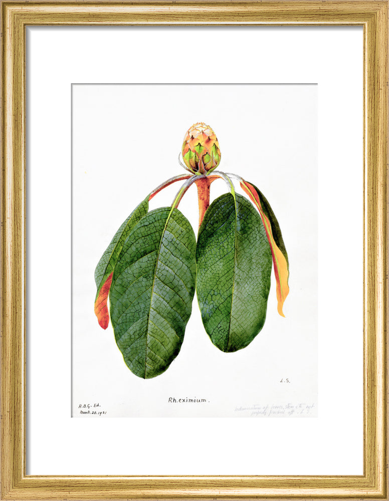 Rhododendron Falconeri by Lillian Snelling