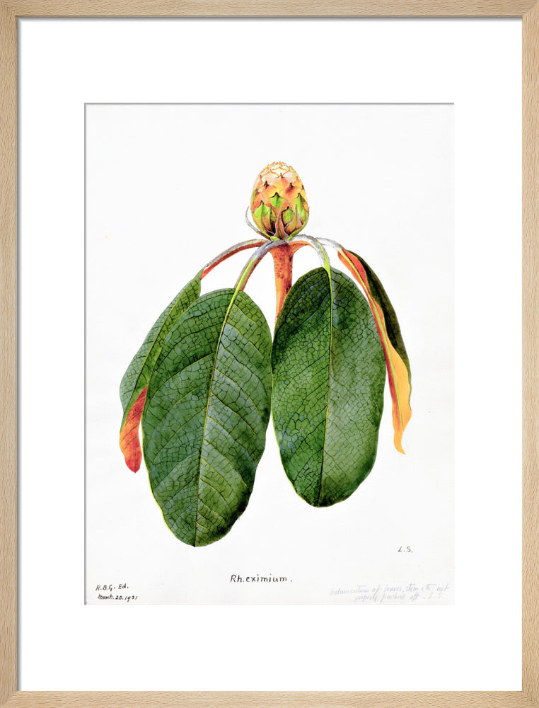 Rhododendron Falconeri by Lillian Snelling