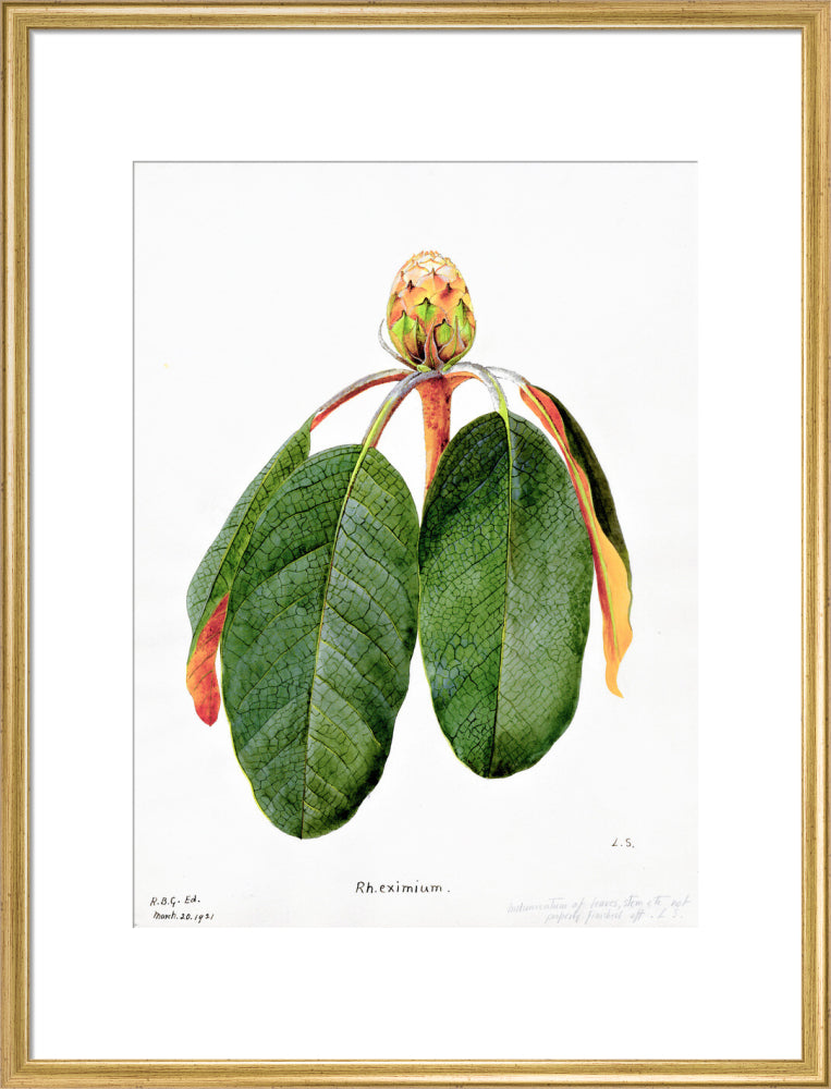 Rhododendron Falconeri by Lillian Snelling