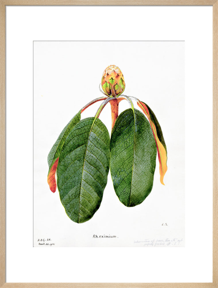 Rhododendron Falconeri by Lillian Snelling