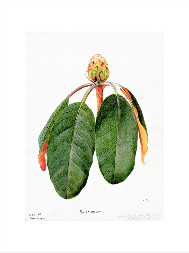 Rhododendron Falconeri by Lillian Snelling