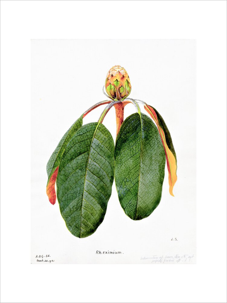 Rhododendron Falconeri by Lillian Snelling