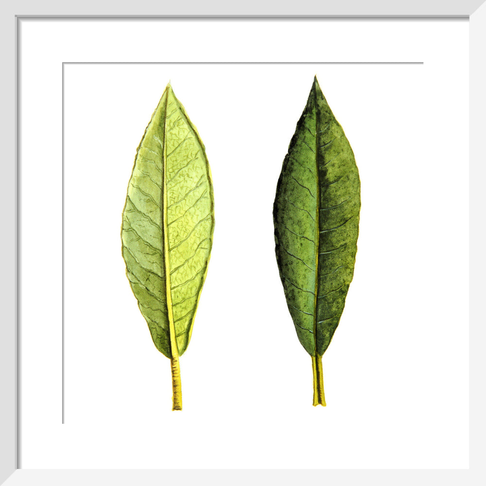 Rhododendron Foliage by Lillian Snelling