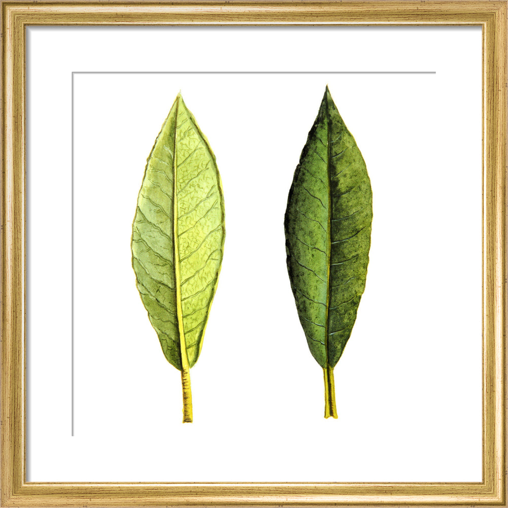 Rhododendron Foliage by Lillian Snelling