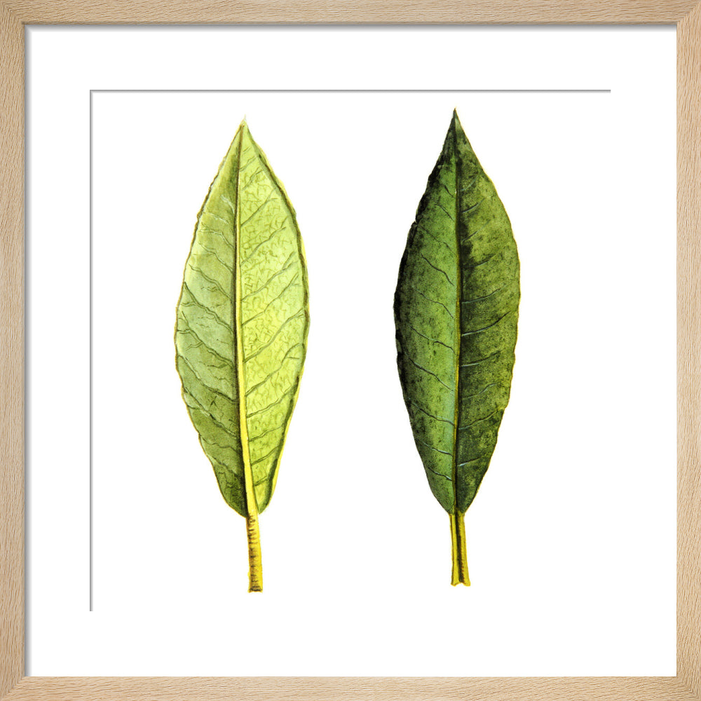 Rhododendron Foliage by Lillian Snelling