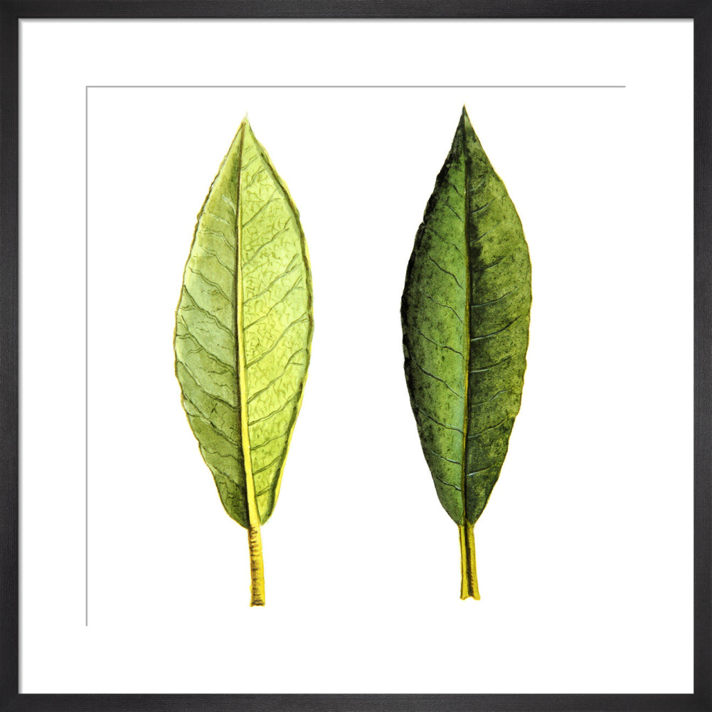 Rhododendron Foliage by Lillian Snelling