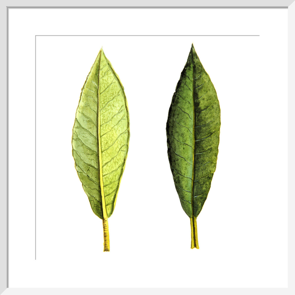 Rhododendron Foliage by Lillian Snelling
