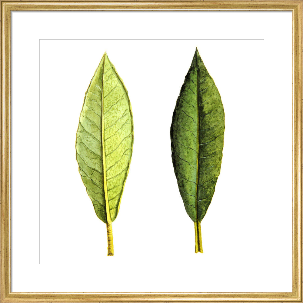 Rhododendron Foliage by Lillian Snelling