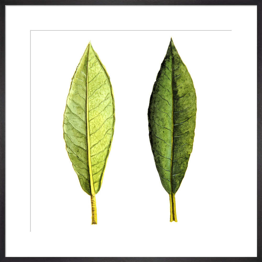 Rhododendron Foliage by Lillian Snelling