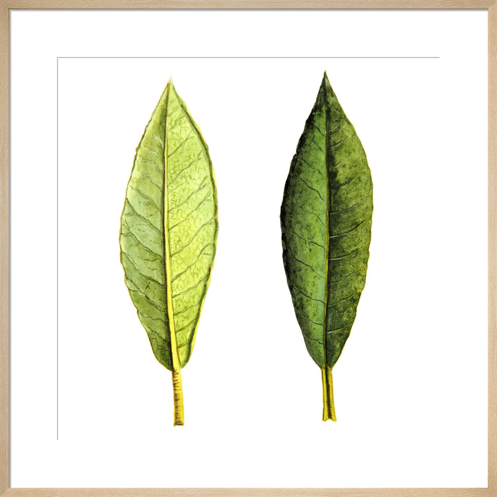 Rhododendron Foliage by Lillian Snelling