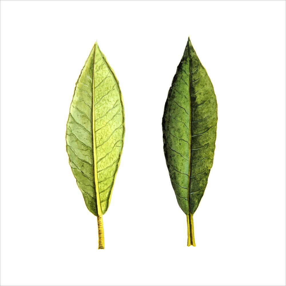 Rhododendron Foliage by Lillian Snelling