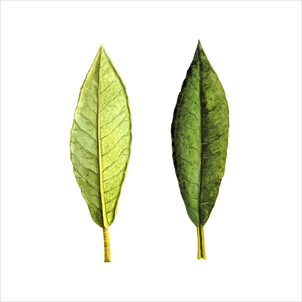 Rhododendron Foliage by Lillian Snelling