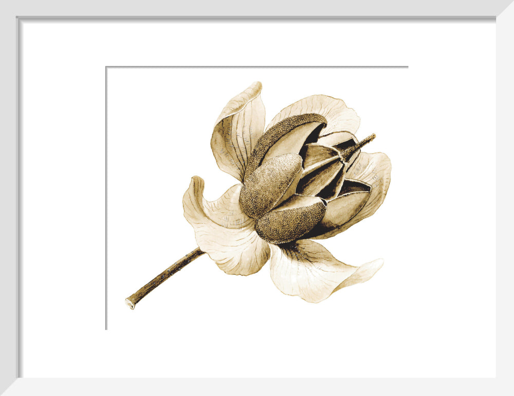 Rhododendron nuttallii by Lillian Snelling