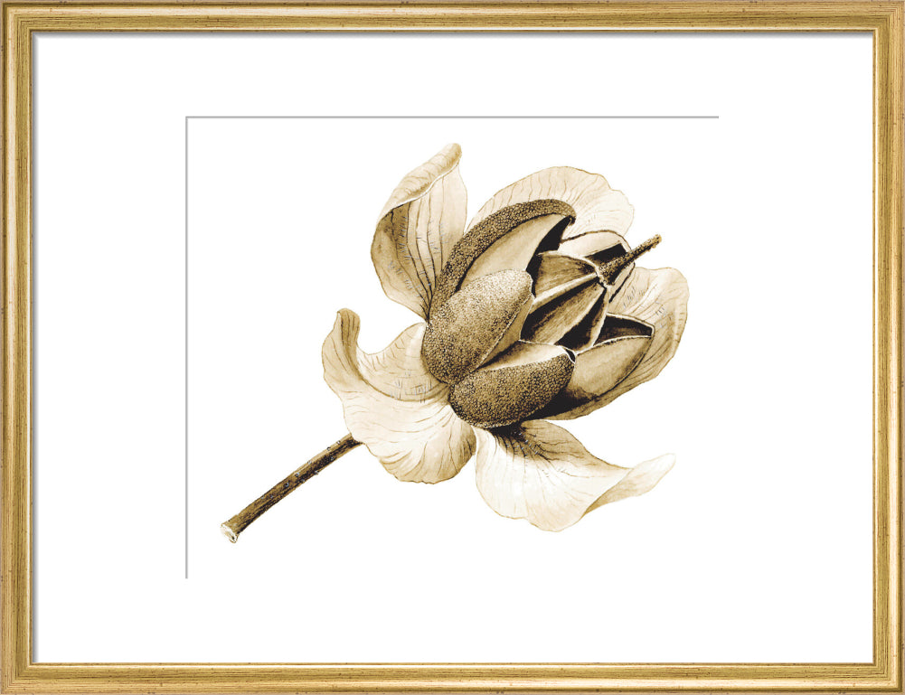 Rhododendron nuttallii by Lillian Snelling