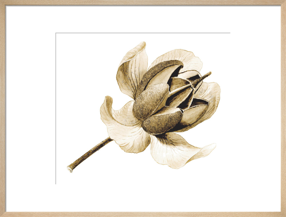 Rhododendron nuttallii by Lillian Snelling