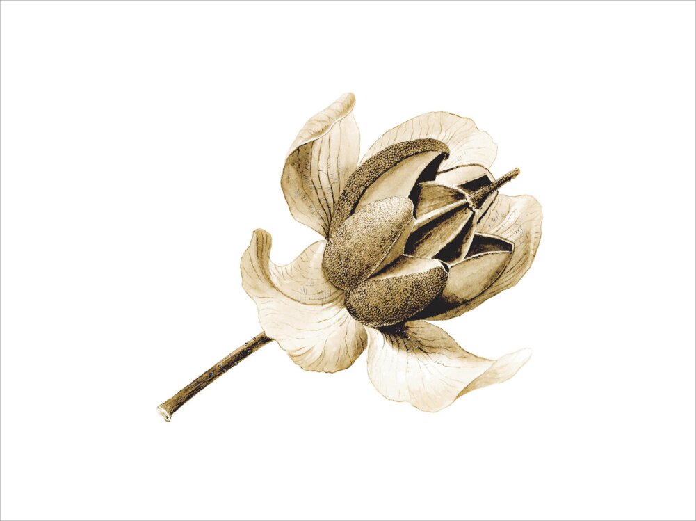 Rhododendron nuttallii by Lillian Snelling