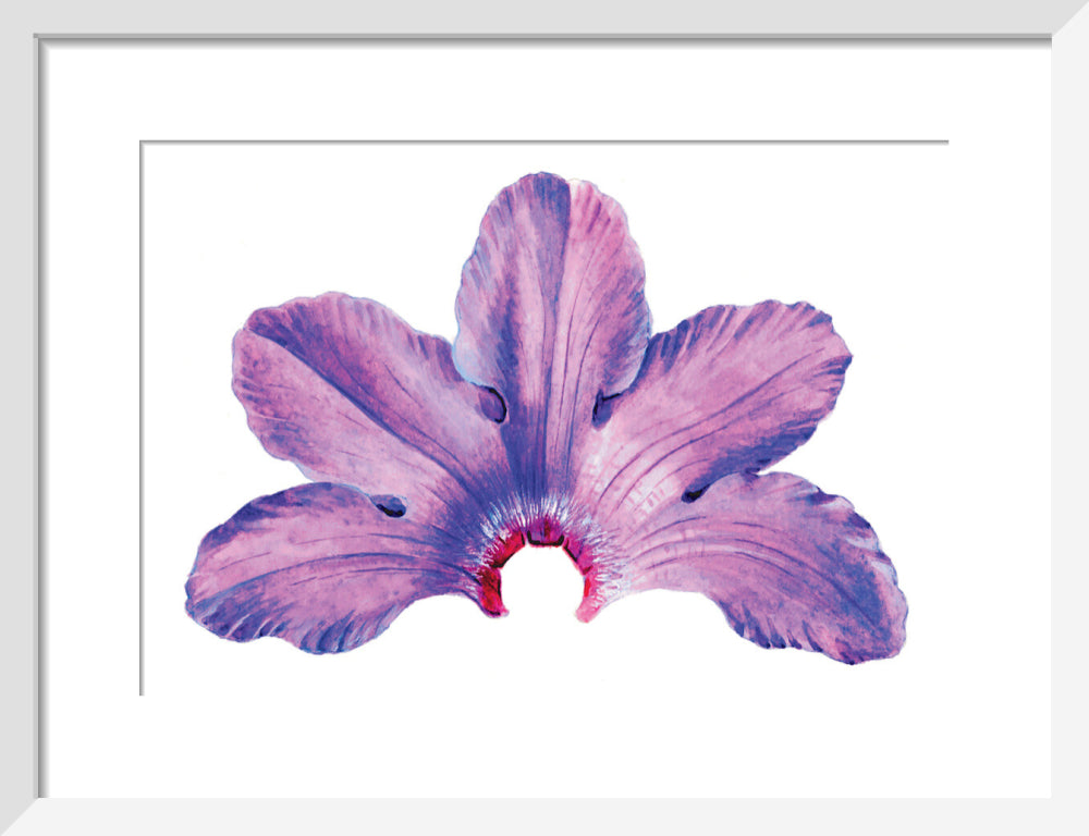 Rhododendron by Lillian Snelling