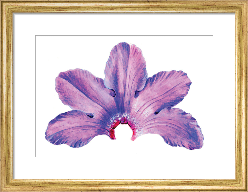Rhododendron by Lillian Snelling
