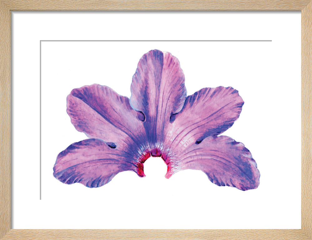Rhododendron by Lillian Snelling
