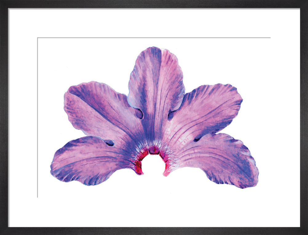 Rhododendron by Lillian Snelling