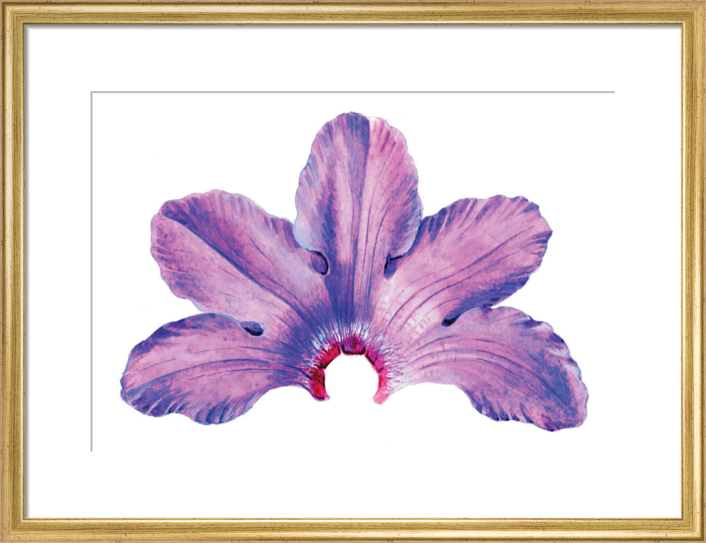 Rhododendron by Lillian Snelling